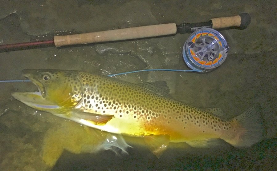 fishing planet michigan brown trout